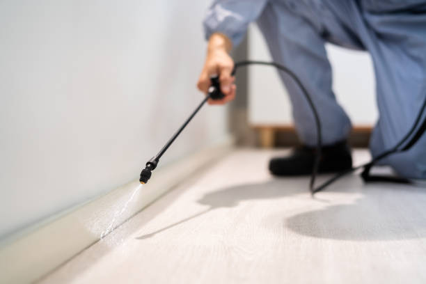 Bed Bug Pre-Treatment Preparation Assessment in Hewitt